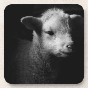 Newborn Lamb Coaster