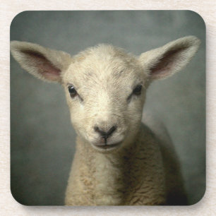 Newborn Lamb Coaster