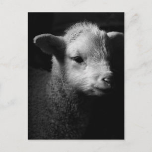Newborn Lamb Postcard