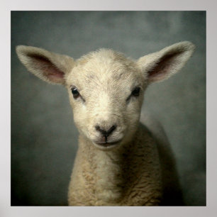 Newborn Lamb Poster