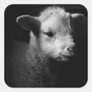 Newborn Lamb Square Sticker