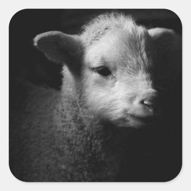 Newborn Lamb Square Sticker (Front)