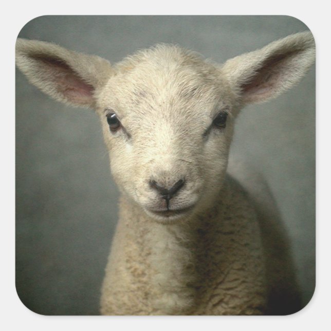Newborn Lamb Square Sticker (Front)