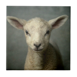 Newborn Lamb Tile