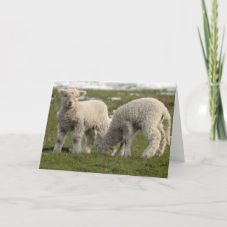 Newborn Lambs Card