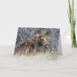 Newborn Moose Calf Nuzzling its Mother Card