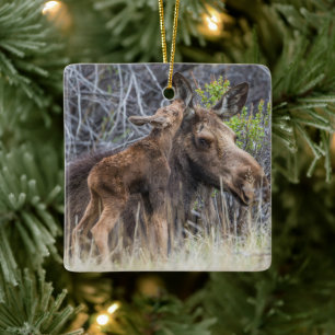 Newborn Moose Calf Nuzzling its Mother Ceramic Ornament