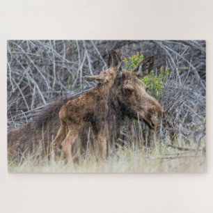 Newborn Moose Calf Nuzzling its Mother Jigsaw Puzzle