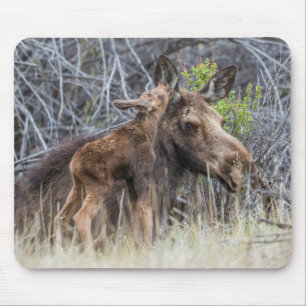 Newborn Moose Calf Nuzzling its Mother Mouse Mat