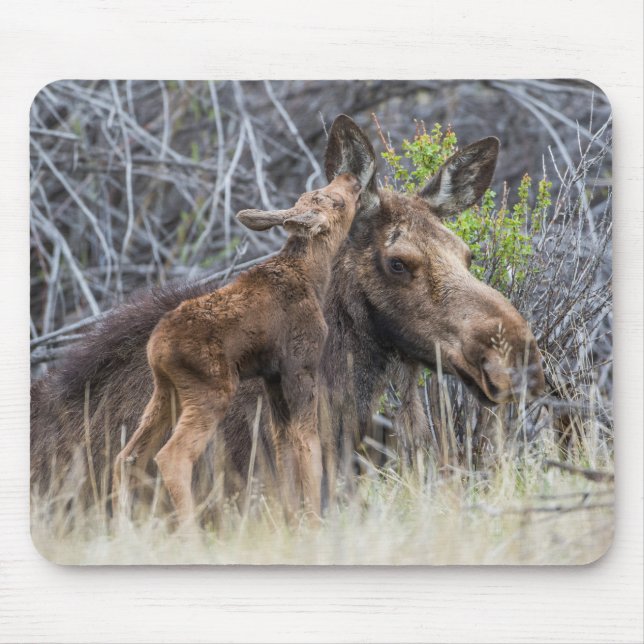 Newborn Moose Calf Nuzzling its Mother Mouse Mat (Front)