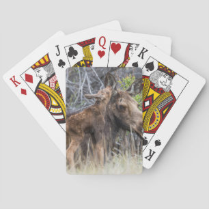 Newborn Moose Calf Nuzzling its Mother Playing Cards
