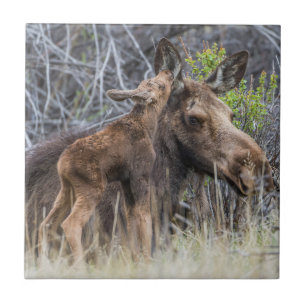 Newborn Moose Calf Nuzzling its Mother Tile