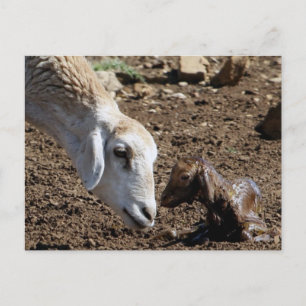 Newborn Postcard