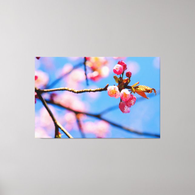 Newborn Sakura Flowers And The Blue Sky Of Spring Canvas Print (Front)