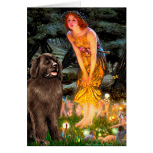 Newfie (brown) - MidEve