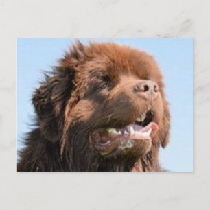 newfie brown.png postcard