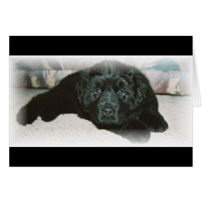 Newfie love (Front Horizontal)