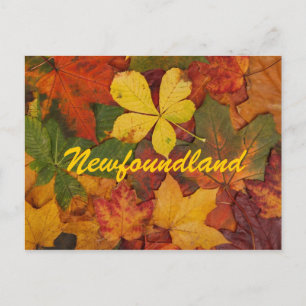Newfoundland Autumn Leaves Postcard