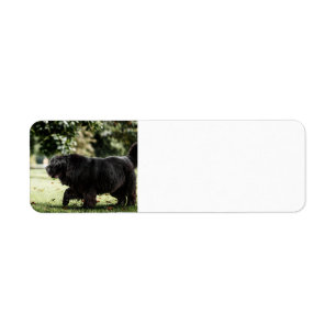 newfoundland black in motion