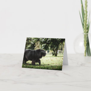 newfoundland black in motion thank you card