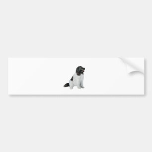 Newfoundland  (C) - Landseer #1 Bumper Sticker