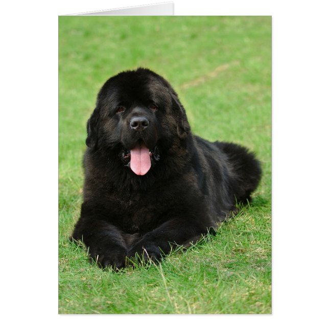 Newfoundland dog (Front)