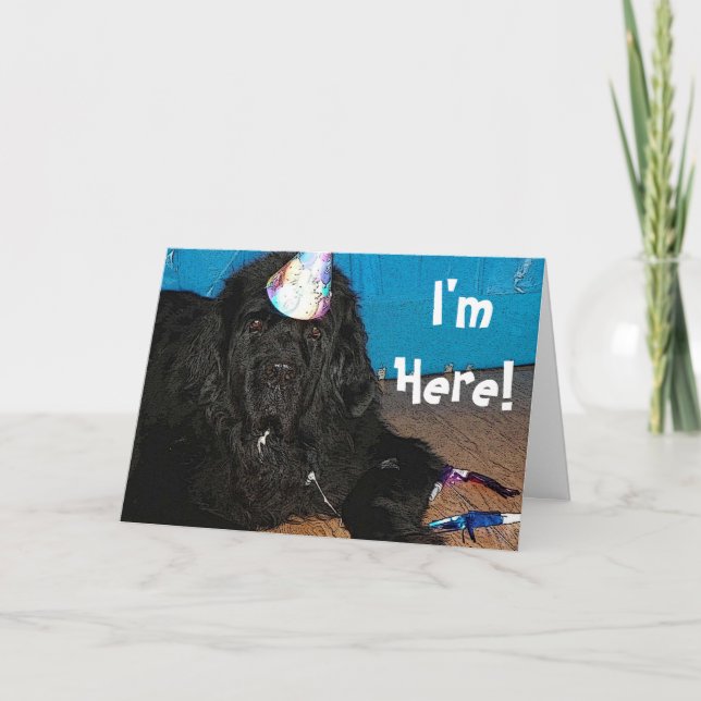 Newfoundland dog Birthday Card (Front)