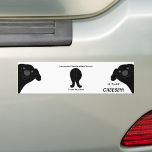 Newfoundland Dog Black Peeking Cartoon Bumper Sticker