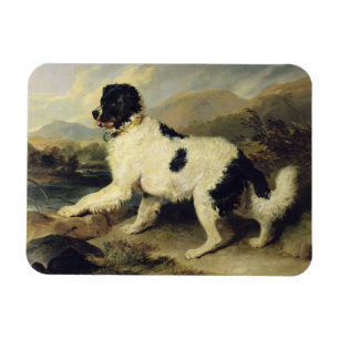 Newfoundland Dog Called Lion, 1824 (oil on canvas) Magnet