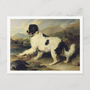 Newfoundland Dog Called Lion, 1824 (oil on canvas) Postcard