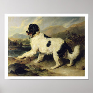 Newfoundland Dog Called Lion, 1824 (oil on canvas) Poster