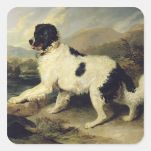 Newfoundland Dog Called Lion, 1824 (oil on canvas) Square Sticker