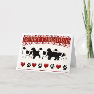 Newfoundland dog Christmas Card