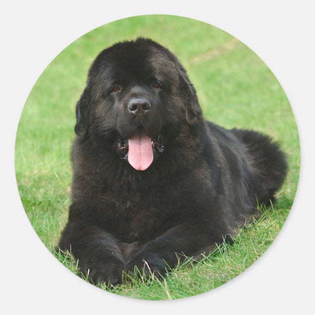 Newfoundland dog classic round sticker (Front)