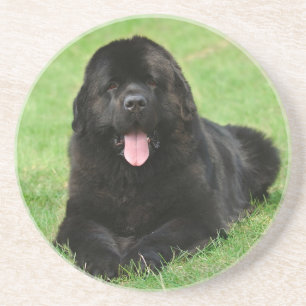 Newfoundland dog coaster