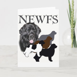 Newfoundland dog four colours card