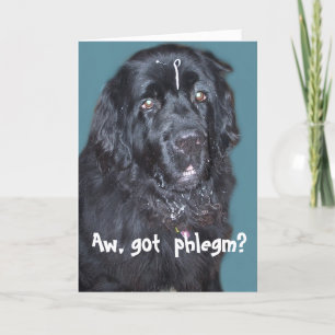 Newfoundland Dog Get well Card