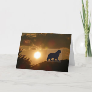 Newfoundland dog Greeting card