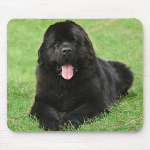 Newfoundland dog mouse mat