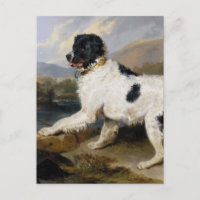 Newfoundland Dog Painting