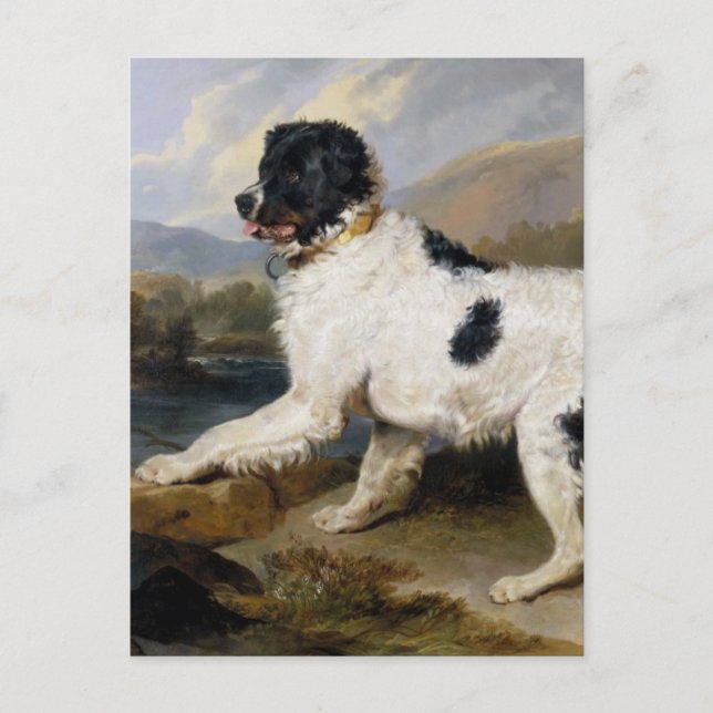 Newfoundland Dog Painting Postcard (Front)