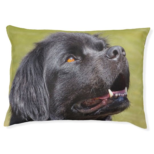 Newfoundland Dog. Pet Bed Zazzle.co.uk