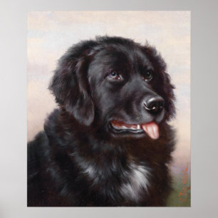 Newfoundland Dog Portrait Poster
