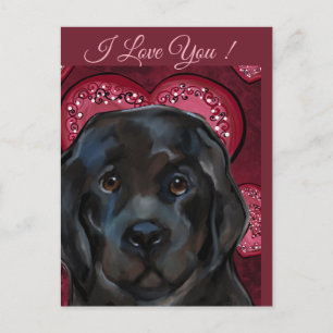 Newfoundland Dog   Postcard