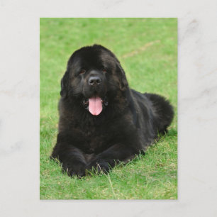 Newfoundland dog postcard