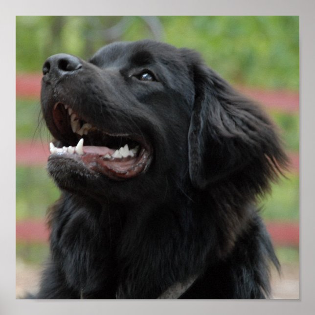 Newfoundland Dog Poster (Front)