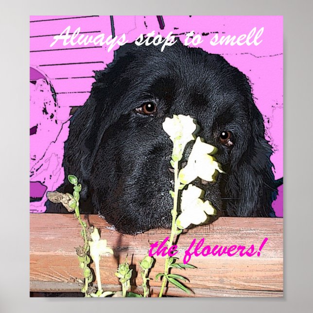 Newfoundland Dog Poster  Smell the tlowers (Front)
