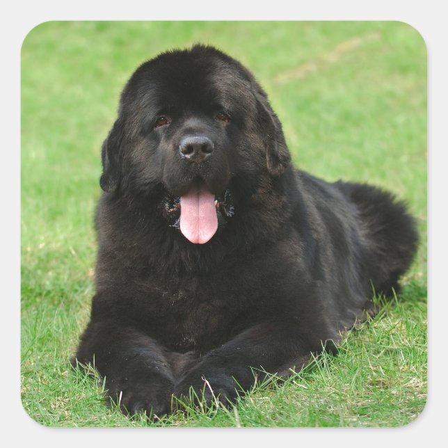 Newfoundland dog square sticker (Front)
