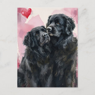 Newfoundland dog Valentine's day  Postcard