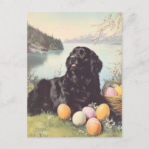Newfoundland dog Vintage Easter Postcard